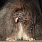 Pekingese
