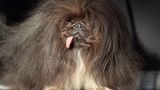 Pekingese