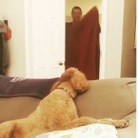 #WhatTheFluffChallenge: Neuer Handtuchtrick verwirrt Hunde – und die Videos dazu sind grandios