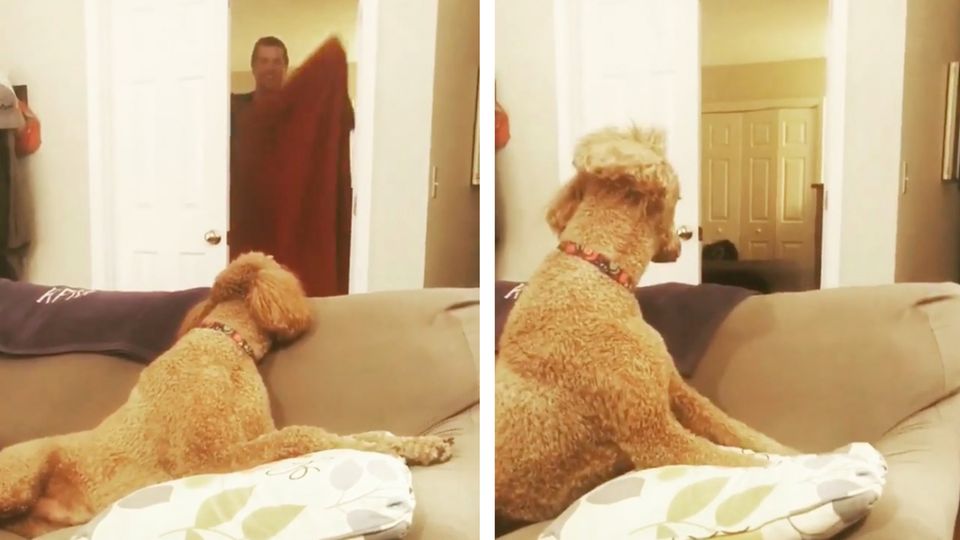 #WhatTheFluffChallenge: Neuer Handtuchtrick verwirrt Hunde – und die Videos dazu sind grandios