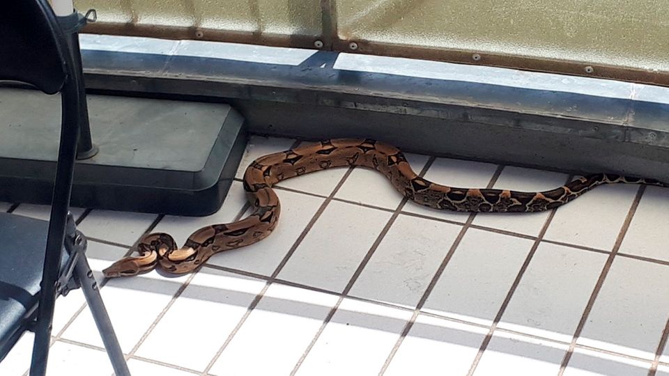 nachrichten deutschland - boa auf balkon
