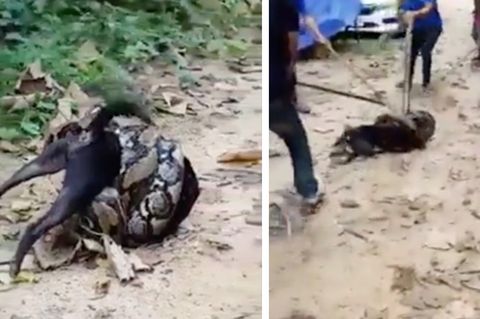 Thailand: Python nimmt Hund in Würgegriff – Rettung gelingt in letzter Sekunde