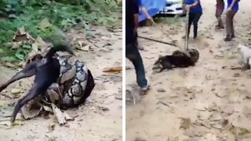 Thailand: Python nimmt Hund in Würgegriff – Rettung gelingt in letzter Sekunde Thailand: Python nimmt Hund in Würgegriff – Rettung gelingt in letzter Sekunde