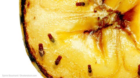Ungeziefer: Fruchtfliegen loswerden: Wirkungsvolle Tipps und Hausmittel