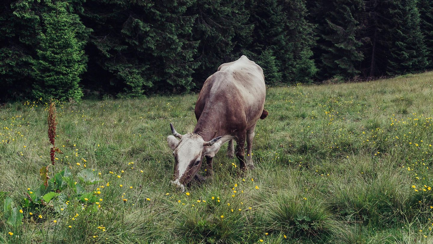 Eine Kuh grast auf einer Wiese