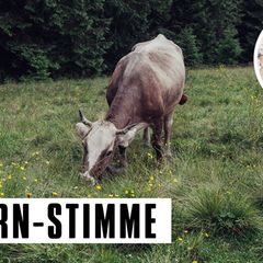 C. Tauzher: Mutter in Rage und ihre Kinder: Flugzeug, Palmen und Meer? Nicht mit uns!