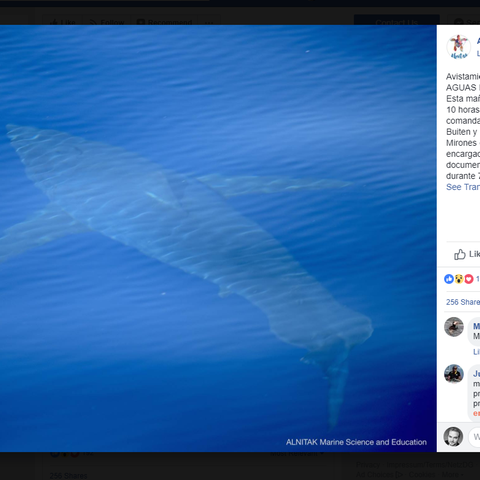Ein Bild des Tieres nahe Cabrera postete die Organisation auf Facebook