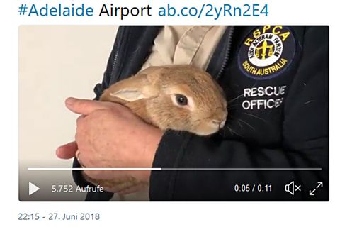 Adelaide Airport: Kaninchen löst am Flughafen Bombenalarm aus