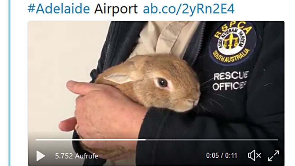 Adelaide Airport: Kaninchen löst am Flughafen Bombenalarm aus