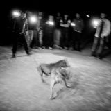 Istanbul: Bilder aus einer Stadt, die sich nicht zähmen lassen will