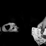 Gazi zieht nicht nur Verfolgte an, nicht nur die Ausgeschlossenen, sondern auch Kriminelle. Hier geht, was andernorts verboten ist – wie das Wetten auf Kampfhunde. Während die Mafia nebenan ihren Drogenhandel abwickelt