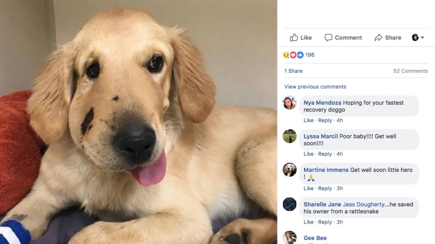 Der junge Hund hat eine stark angeschwollene Schnauze