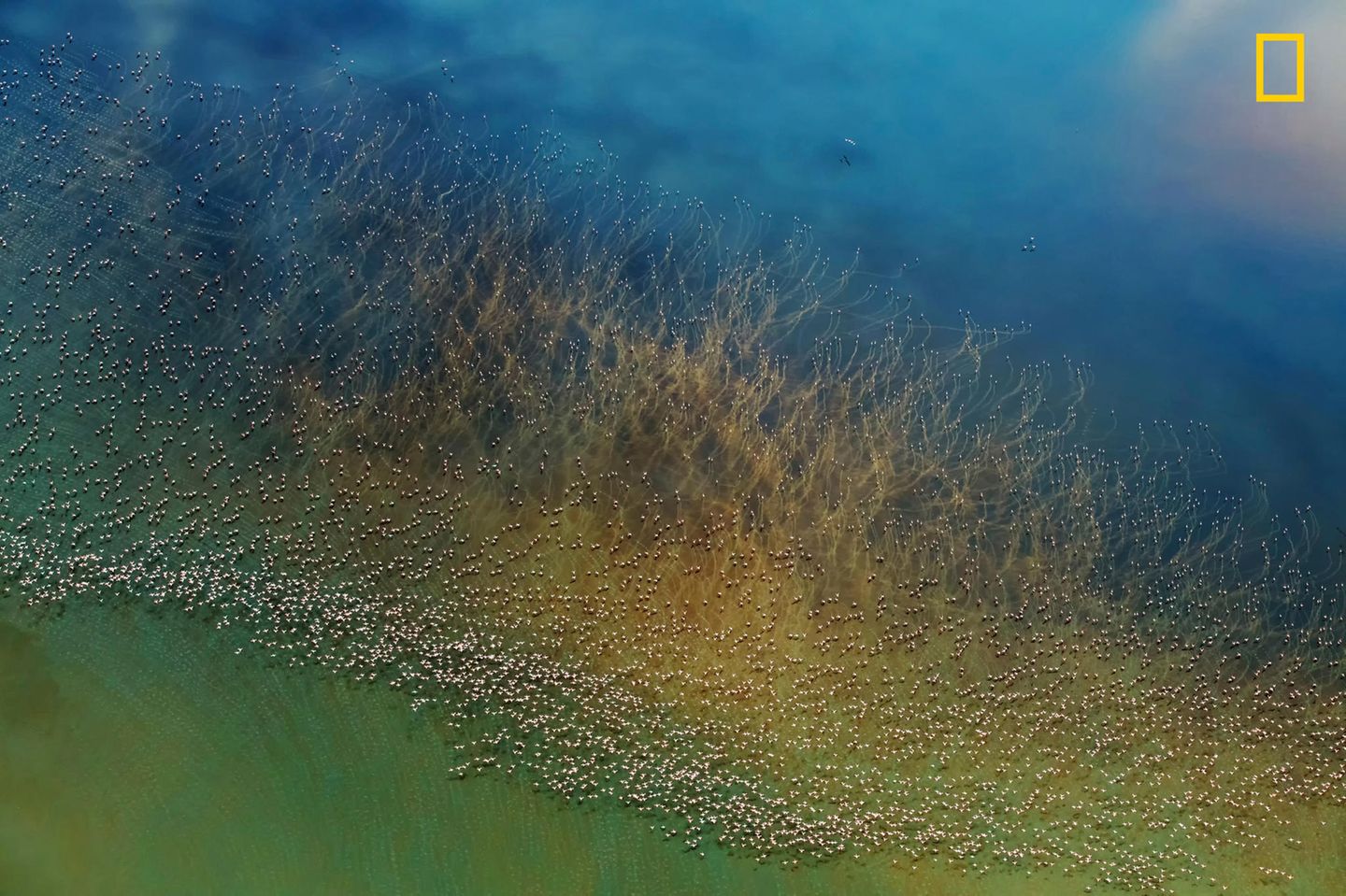 Kategorie Natur, 2. Platz: Aus einem Hubschrauber hat Hai J. am Lake Natron in Tansania Hunderte von Flamingos fotografiert, bevor sie zum Weiterflug abheben.