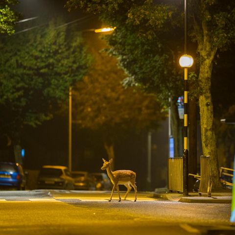 Dieser junge Hirsch lebt in Nord London und ist nur nachts aktiv.