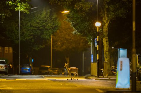 Dieser junge Hirsch lebt in Nord London und ist nur nachts aktiv.