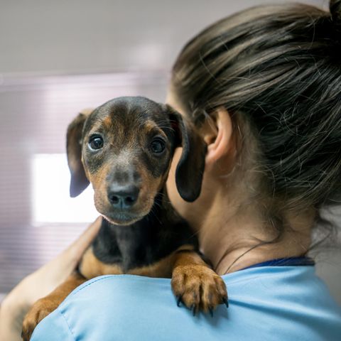 Hundehospiz: Englische Krankenschwester gründet Sterbeheim für Hunde
