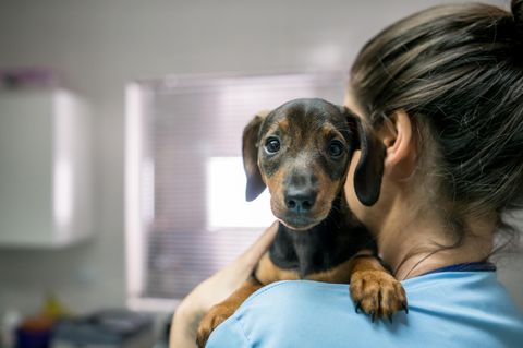 Hundehospiz: Englische Krankenschwester gründet Sterbeheim für Hunde