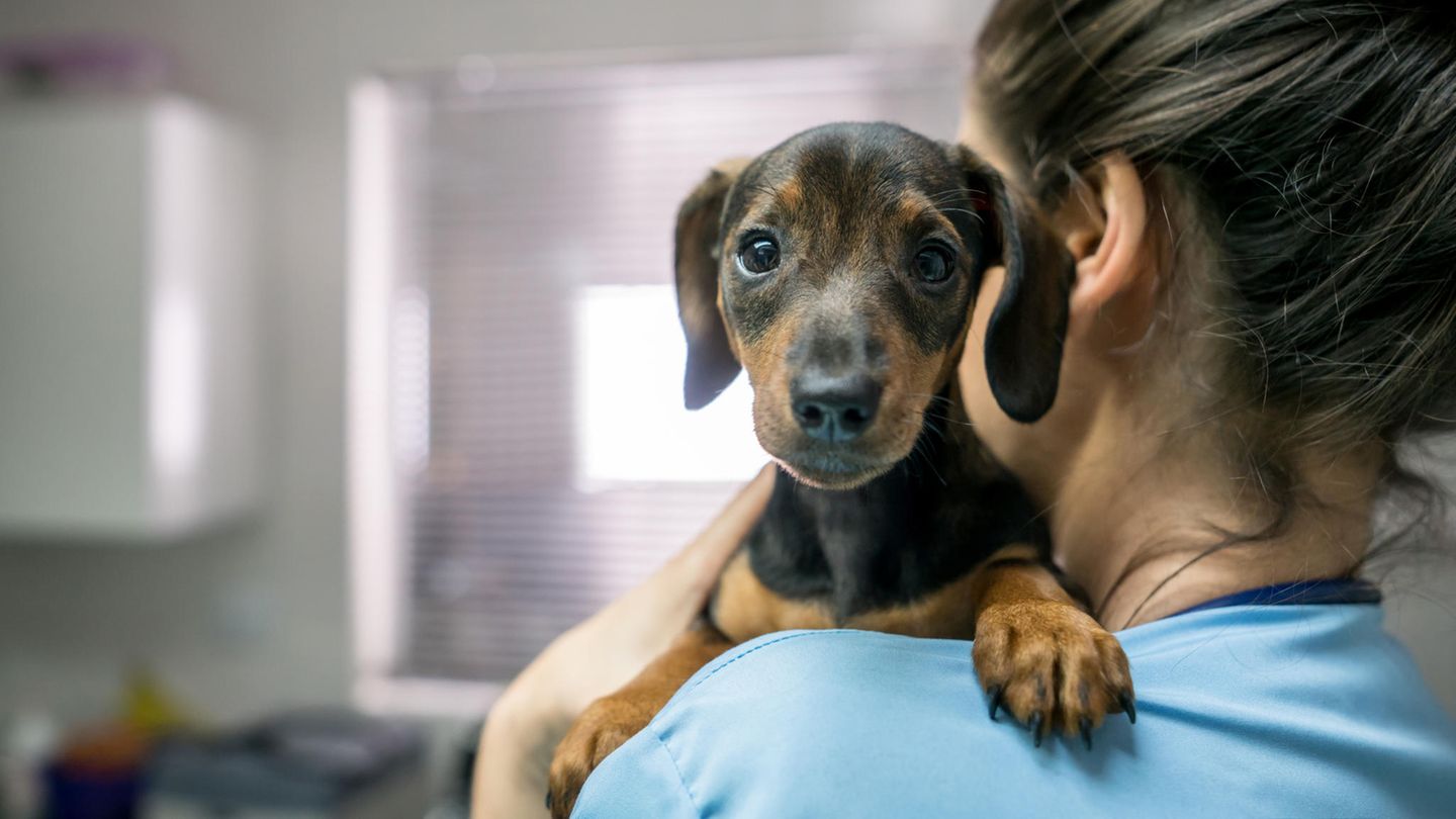 Hundehospiz: Englische Krankenschwester gründet Sterbeheim für Hunde