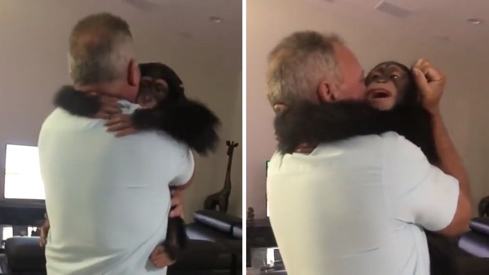 Zoo in Miami: So goldig reagiert der kleine Schimpanse Limbani auf das Wiedersehen mit seinen Pflegern Zoo in Miami: So goldig reagiert der kleine Schimpanse Limbani auf das Wiedersehen mit seinen Pflegern