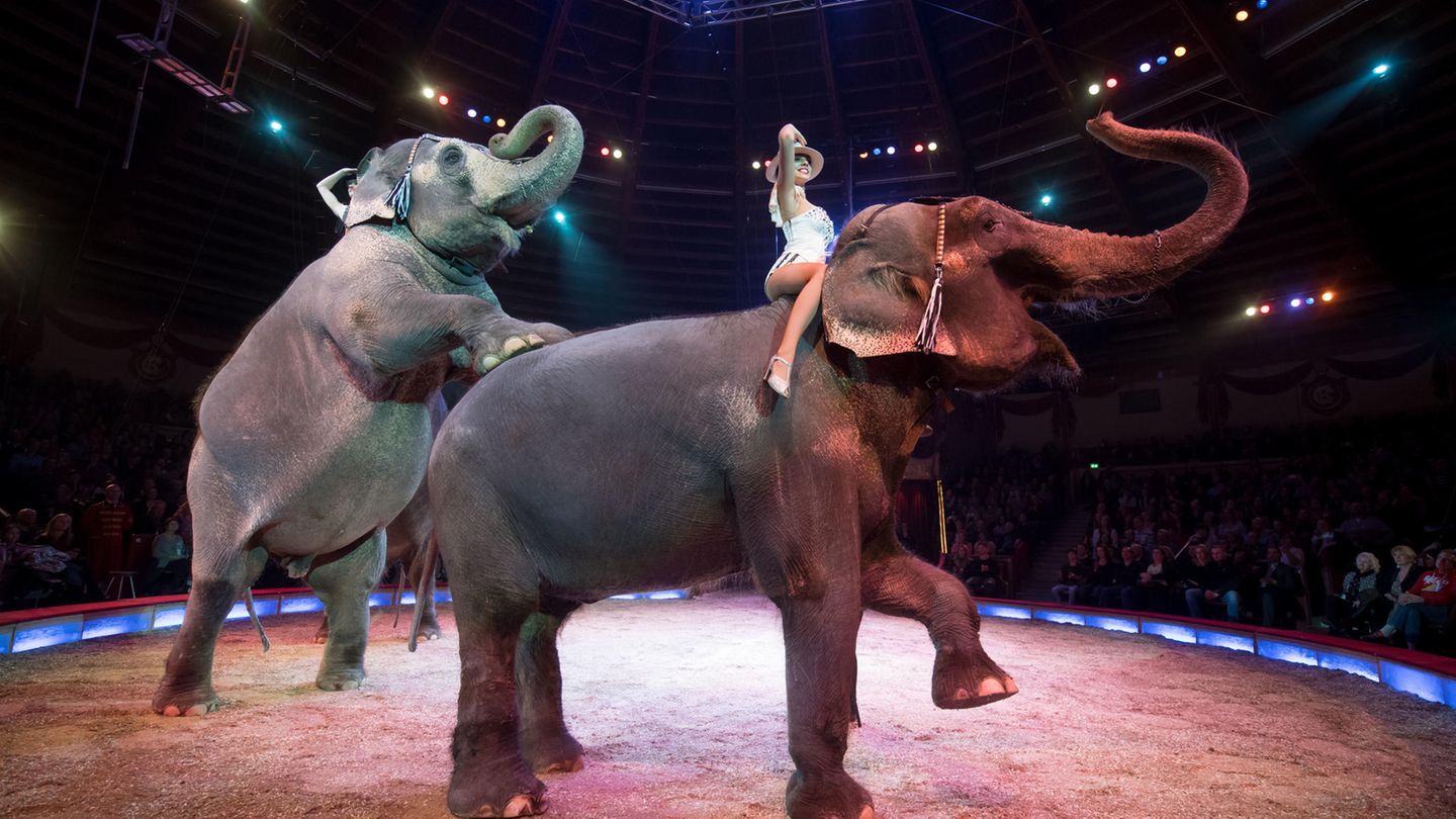 Zwei Elefanten und eine Artistin in der Manege des Zirkus Krone