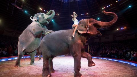 Zwei Elefanten und eine Artistin in der Manege des Zirkus Krone