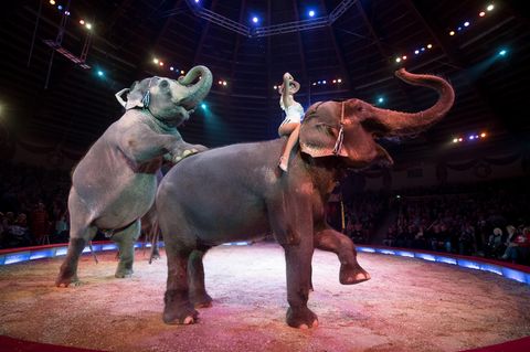 Zwei Elefanten und eine Artistin in der Manege des Zirkus Krone