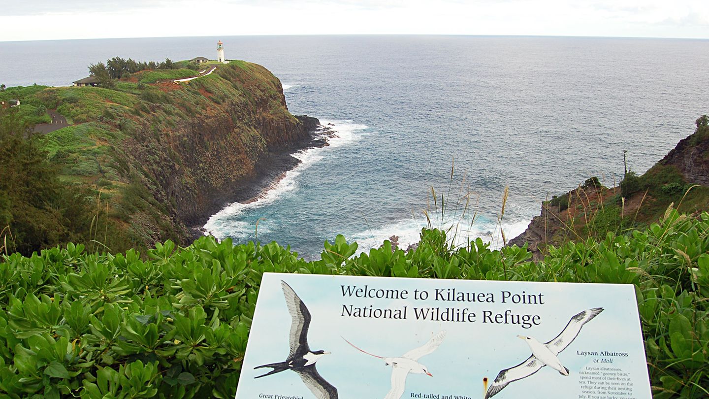 Roadtrip in Hawaii: Stopp 5: Vogelparadies Wieder im Norden angekommen, kann man nicht nur den 100 Jahre alten Leuchtturm von Kilauea bewundern, sondern vor allem Seevögel beobachten, die hier nisten, etwa Rotfußtölpel, Fregattvögel und Albatrosse. In dem Schutzgebiet gibt es zudem Delfine, Buckelwale und die gefährdete Mönchsrobbe. Stopp 5: Vogelparadies Wieder im Norden angekommen, kann man nicht nur den 100 Jahre alten Leuchtturm von Kilauea bewundern, sondern vor allem Seevögel beobachten, die hier nisten, etwa Rotfußtölpel, Fregattvögel und Albatrosse. In dem Schutzgebiet gibt es zudem Delfine, Buckelwale und die gefährdete Mönchsrobbe.