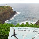 Stopp 5: Vogelparadies  Wieder im Norden angekommen, kann man nicht nur den 100 Jahre alten Leuchtturm von Kilauea bewundern, sondern vor allem Seevögel beobachten, die hier nisten, etwa Rotfußtölpel, Fregattvögel und Albatrosse. In dem Schutzgebiet gibt es zu­dem Delfine, Buckelwale und die gefährdete Mönchsrobbe.