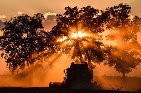 Mähdrescher auf Gerstefeld in Brandenburg vor untergehender Sonne - Dürre sorgt für Ernteverluste