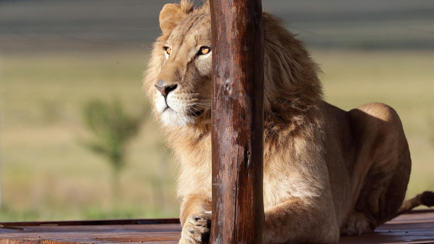 Ein Löwe sitzt in einem Tierschutzgebiet in Südafrika