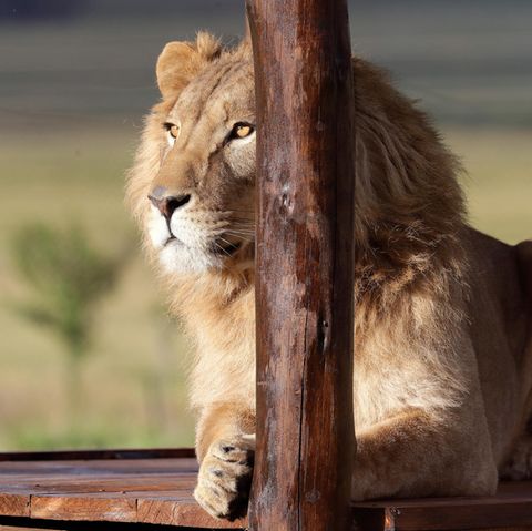 Ein Löwe sitzt in einem Tierschutzgebiet in Südafrika