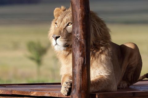 Ein Löwe sitzt in einem Tierschutzgebiet in Südafrika