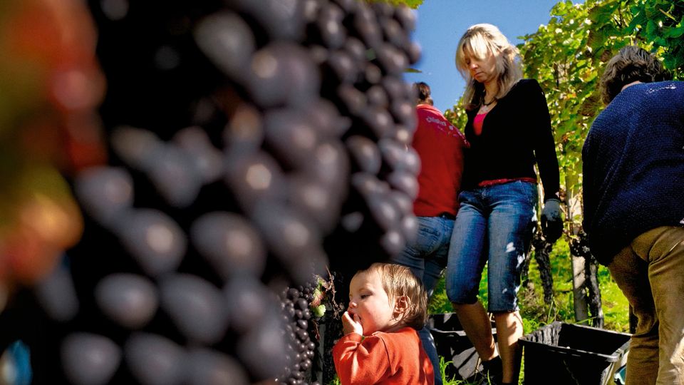 Reisetipp Rhein: Weinernte ist Knochenarbeit – und oft auch Familiensache Weinernte ist Knochenarbeit – und oft auch Familiensache