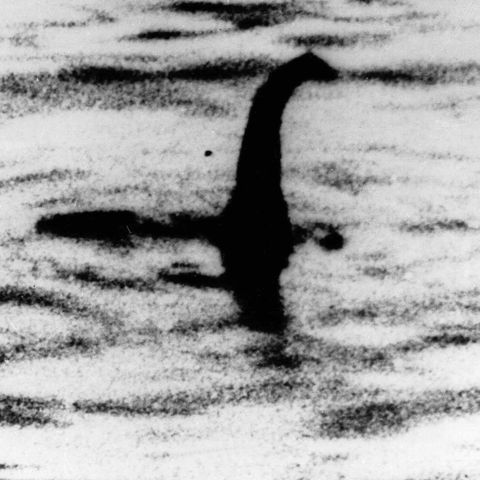 Angebliches Foto vom Ungeheuer von Loch Ness