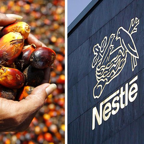 Nestlé hat Ärger mit Palmöl-Initiative