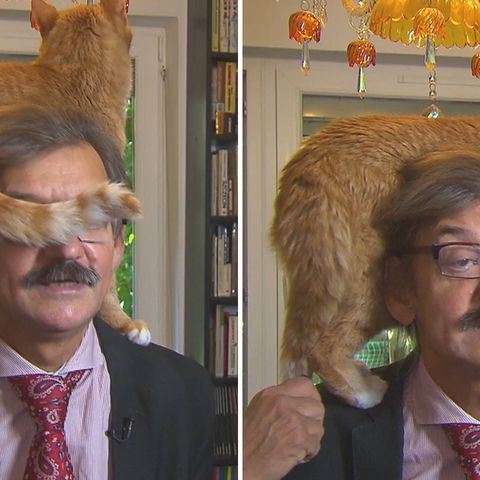 Kleine Rampensau: Während TV-Interview: Katze stiehlt ihrem Herrchen die Show