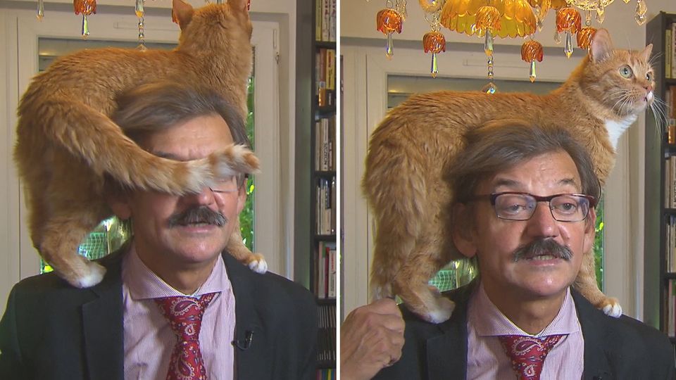 Kleine Rampensau: Während TV-Interview: Katze stiehlt ihrem Herrchen die Show Kleine Rampensau: Während TV-Interview: Katze stiehlt ihrem Herrchen die Show