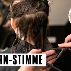 Die Mücke wusste nicht, worauf sie sich einließ, als sie mutig zum Friseur marschierte