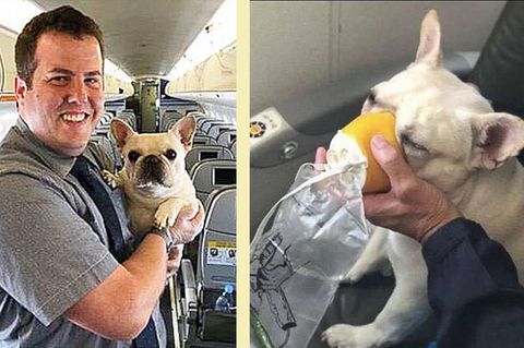 Darcy und sein Lebensretter, der Flugbegleiter Renaud Fenster. Im Foto daneben beweist Darcy, wie professionell sie durch eine Sauerstoffmaske atmen kann.