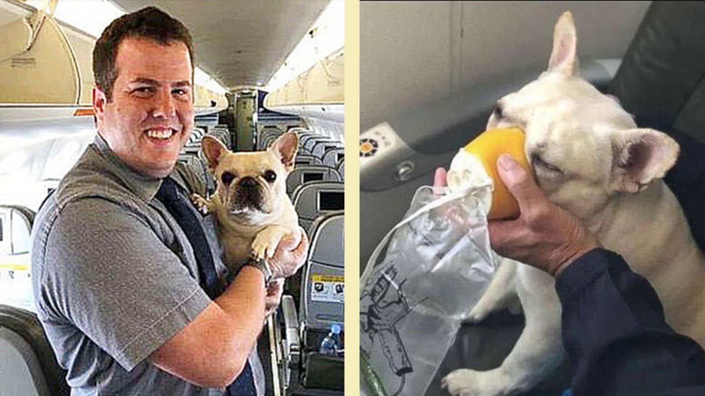 Darcy und sein Lebensretter, der Flugbegleiter Renaud Fenster. Im Foto daneben beweist Darcy, wie professionell sie durch eine Sauerstoffmaske atmen kann.