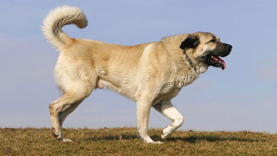 Kangal