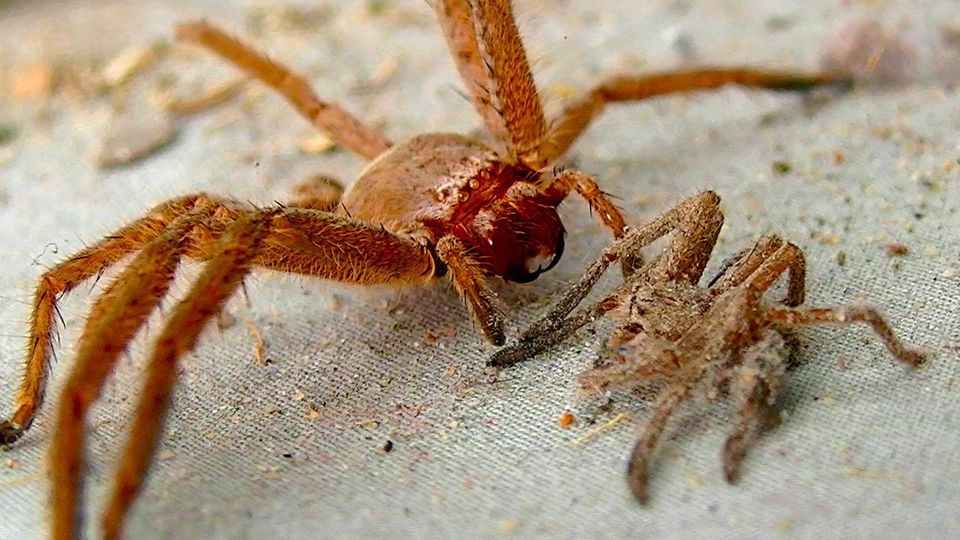 Zwei Spinnen auf einem sandigen Untergrund Zwei Spinnen auf einem sandigen Untergrund