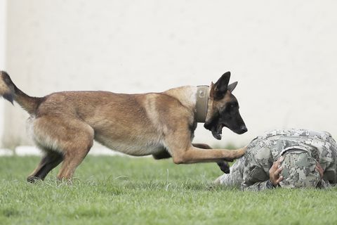 Belgische Schäferhunde sind bei Armee-Einheiten sehr beliebt. Die Tiere lassen sich gut abrichten und gelten als zuverlässig.