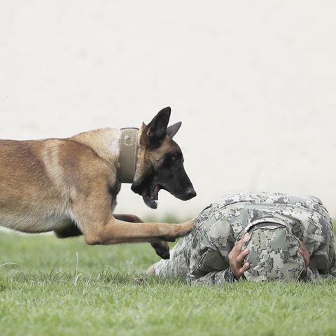 Belgische Schäferhunde sind bei Armee-Einheiten sehr beliebt. Die Tiere lassen sich gut abrichten und gelten als zuverlässig.