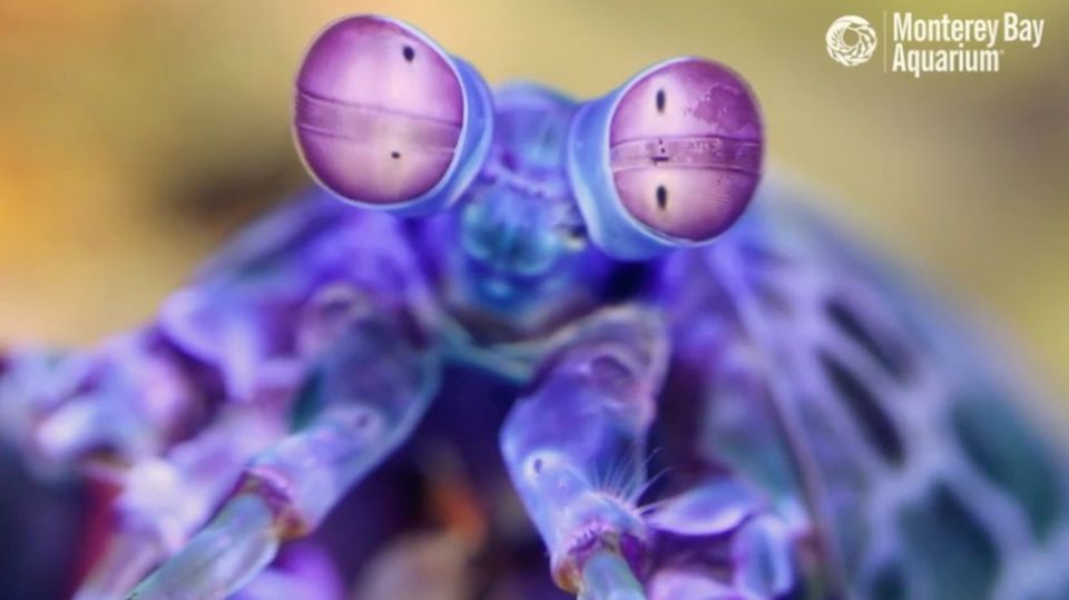 Alienartiger Schädling: Kennen Sie diesen Schrecken vieler Aquarienbesitzer?