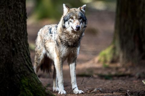 Wolf in bayerischem Wildpark