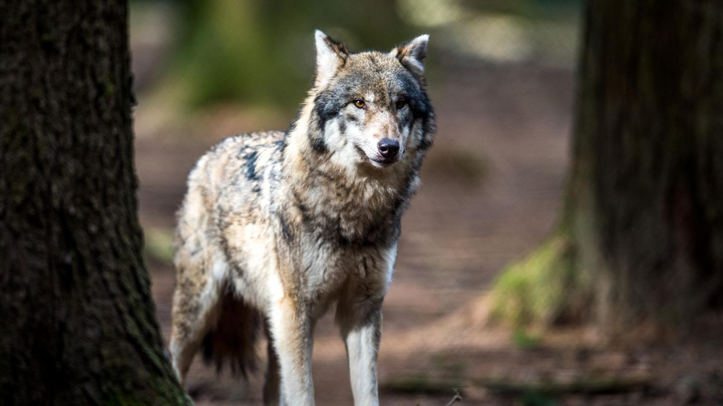 Wolf in bayerischem Wildpark