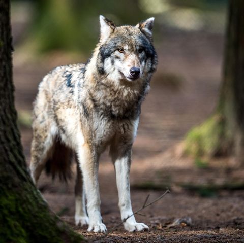 Wolf in bayerischem Wildpark