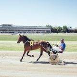Auf Platz #1 ist der Mann (Hay) einmal getrabt. Aber nicht mit Pferd #1 (Bibi)