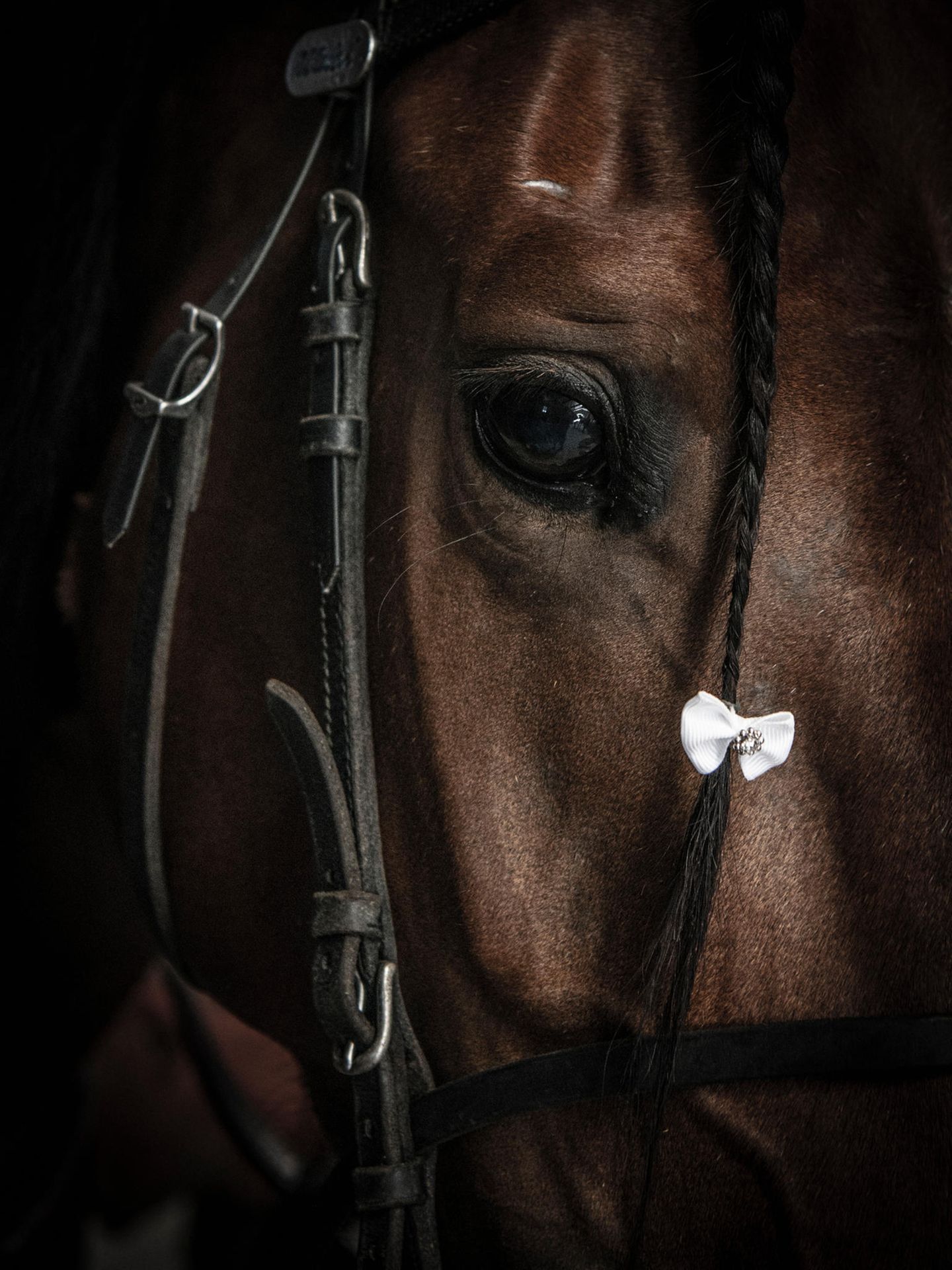 Bibi von Haithabu, braune Stute, Tochter von Rise and Shine und Hedda von Haithabu, vier Jahre alt, Lebens-Gewinnsumme 2900 Euro, aus dem Stall Adriano